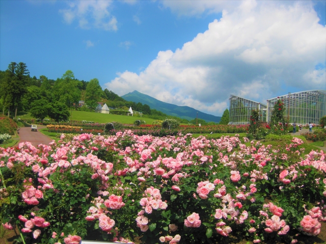 いばらきフラワーパークの薔薇