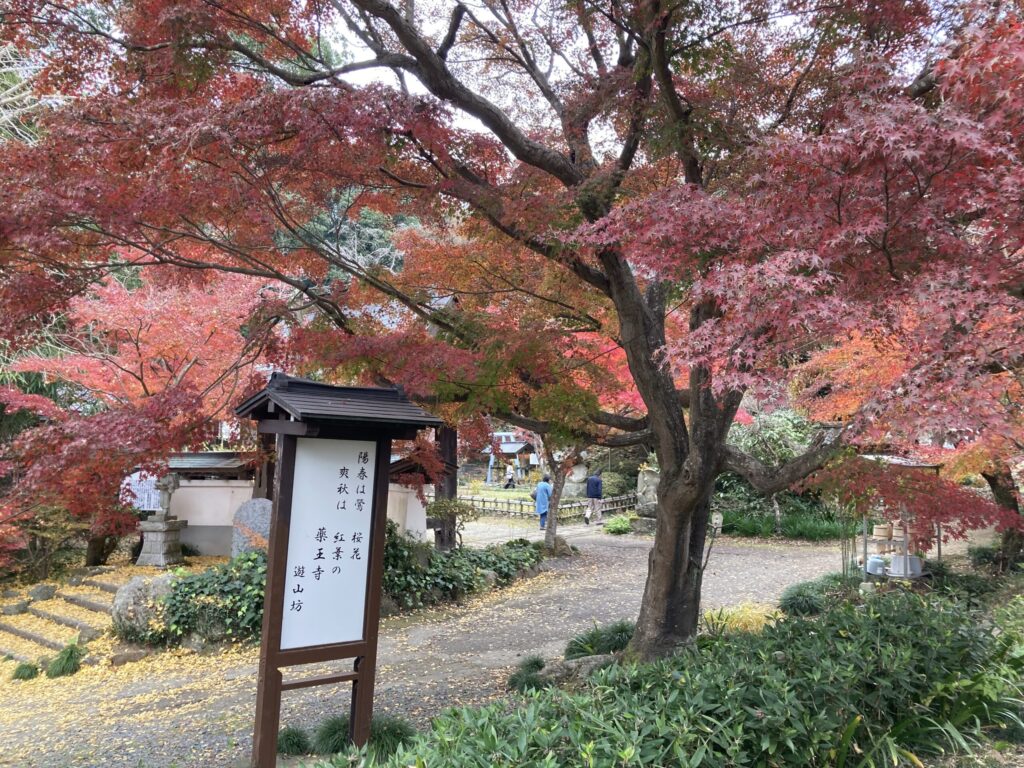 桜川市 薬王寺のもみじ